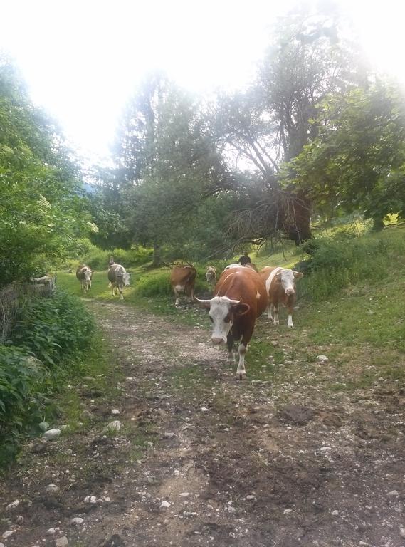 Apartmaji Matej Cvetek Bohinj Luaran gambar